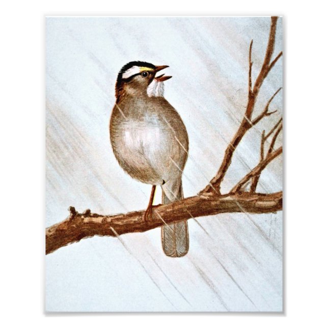 White Throated Sparrow Photo Print (Front)