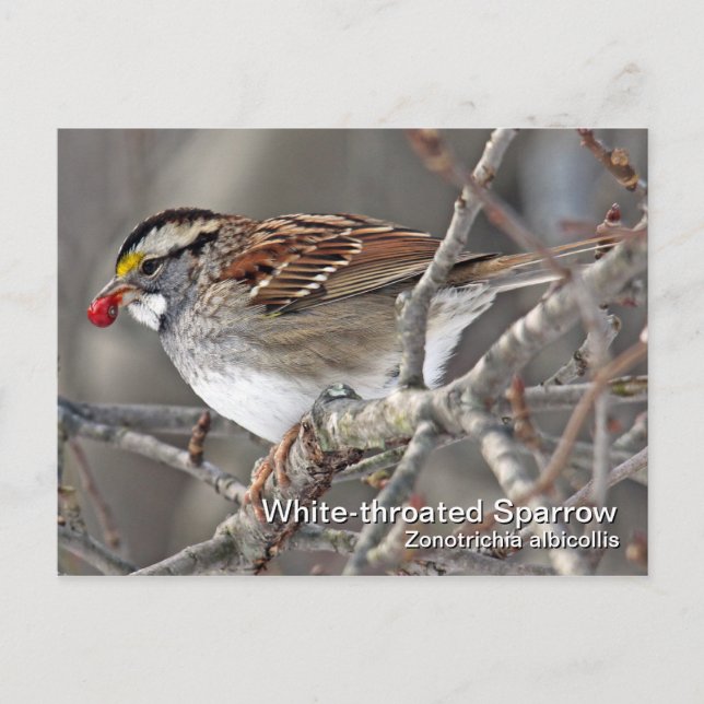 White-throated Sparrow Postcard (Front)
