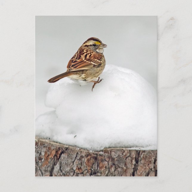 White-throated Sparrow Postcard (Front)