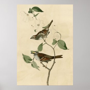White Throated Sparrow Poster by birdpictures at Zazzle