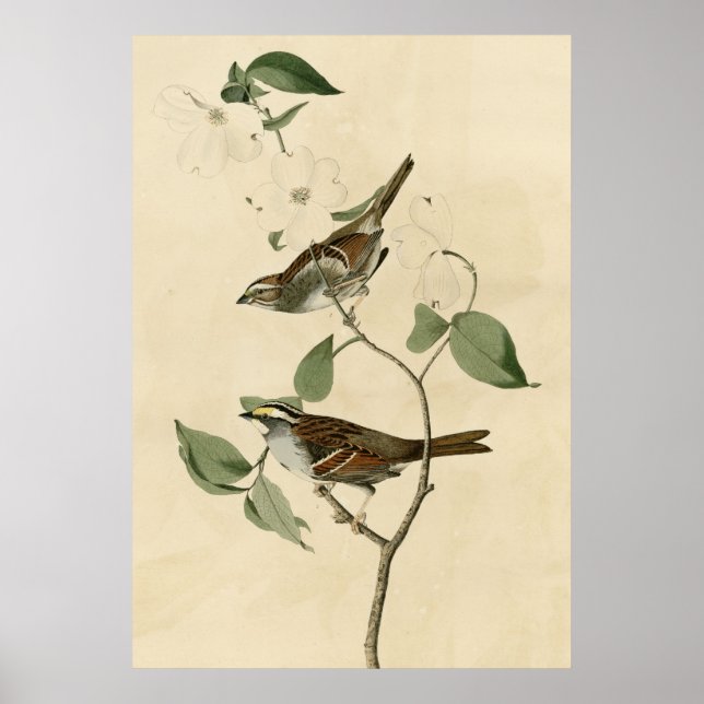 White throated Sparrow Poster (Front)