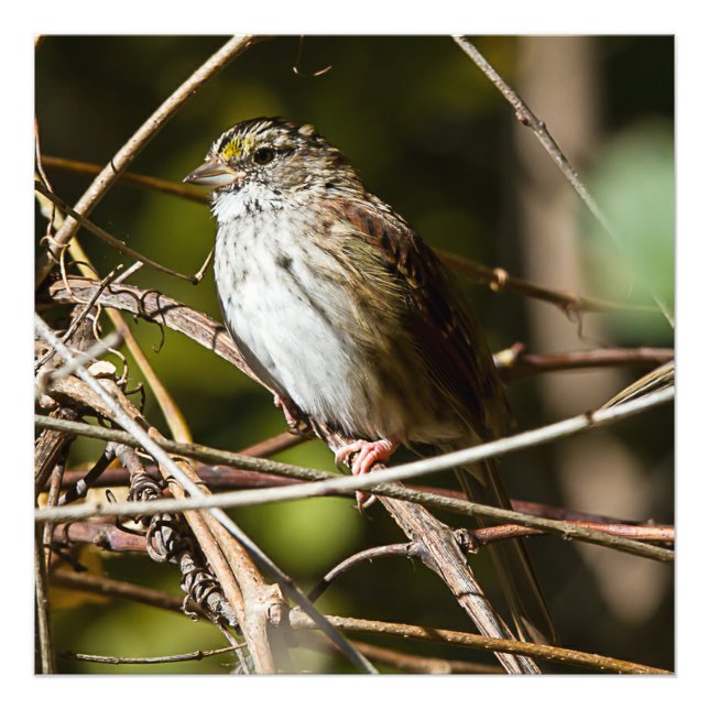 White Throated Sparrow Square Print (Front)