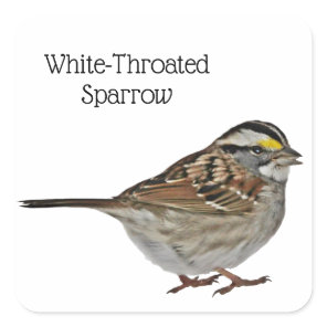 White-Throated Sparrow Square Sticker