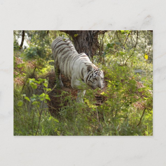 White tiger 010 postcard (Front)