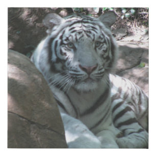 White Tiger 10x10 canvas