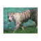 White tiger against blue water walking photograph