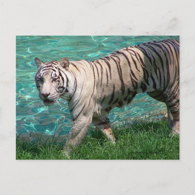 White tiger against blue water walking photograph postcard (Front)