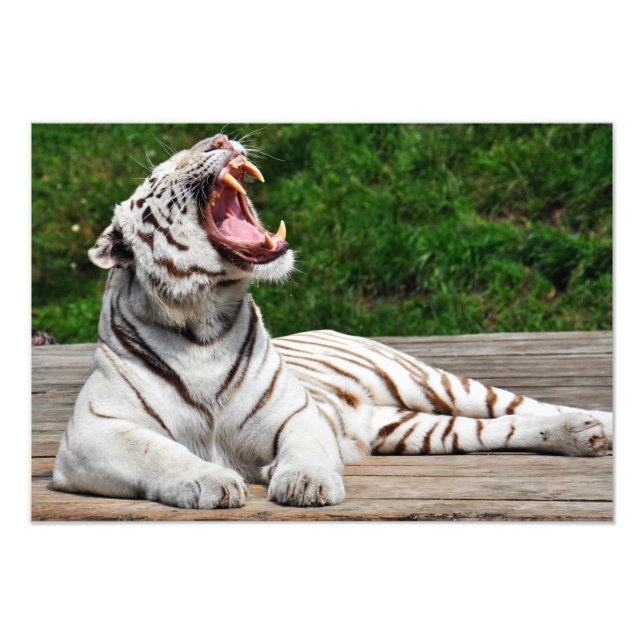 White Tiger, Bengal Tiger Photo Print (Front)