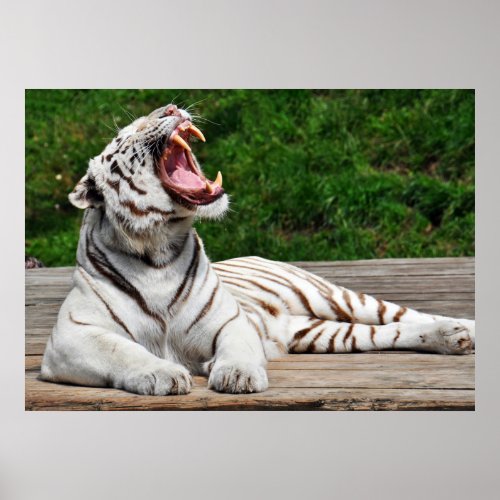 White Tiger Bengal Tiger Poster