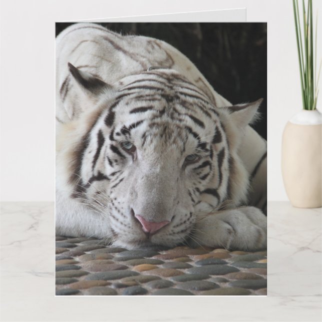 WHITE TIGER BIRTHDAY GREETING CARD (Front)