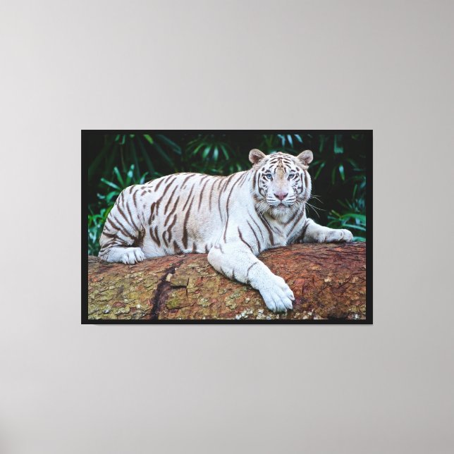 White Tiger Canvas Print (Front)