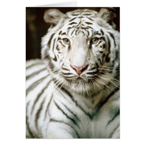 White Tiger Card