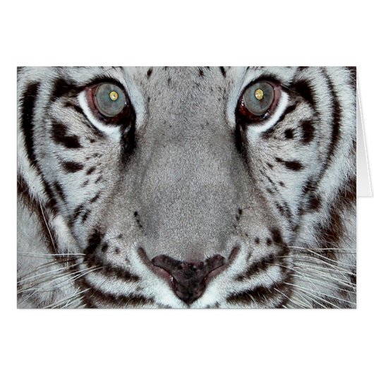 White Tiger Cards (Front Horizontal)