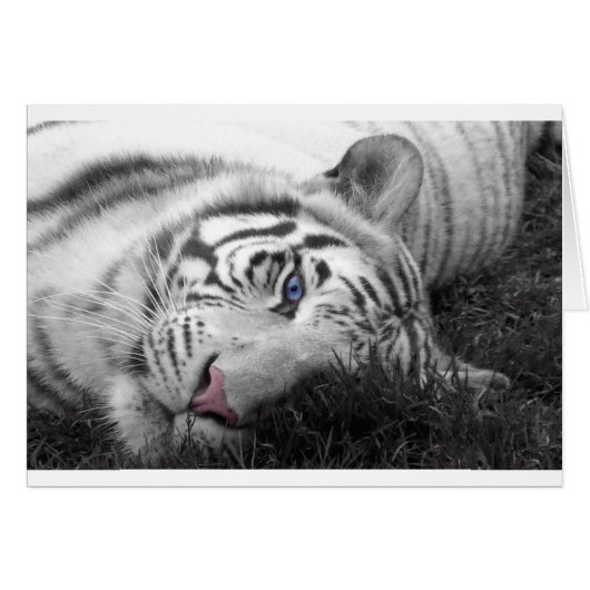 White tiger cards (Front Horizontal)