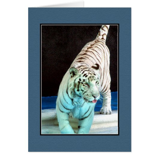 White Tiger Cards (Front)