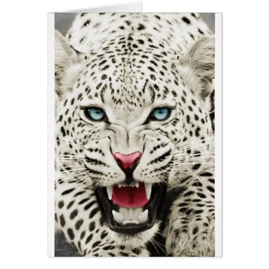 white tiger cards (Front)
