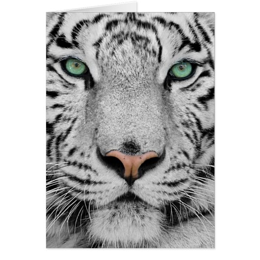 White Tiger Cards (Front)