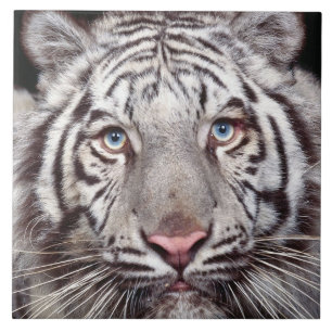 White Tiger Ceramic Tile