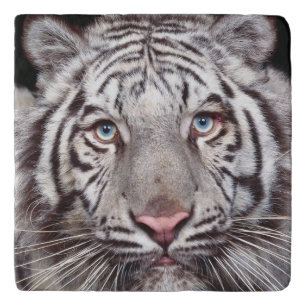 White Tiger close up Trivet