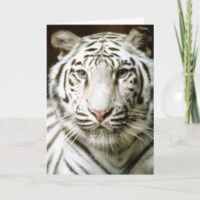 White tiger color photograph greeting card (Front)