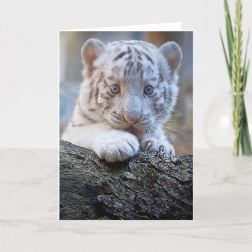 White Tiger Cub Is Paw Licking Good Card