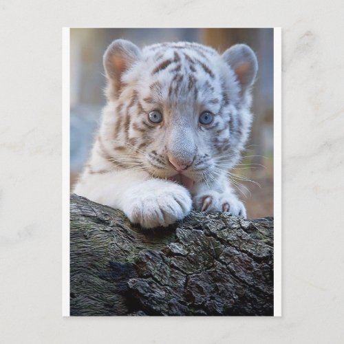 White Tiger Cub Is Paw Licking Good Postcard