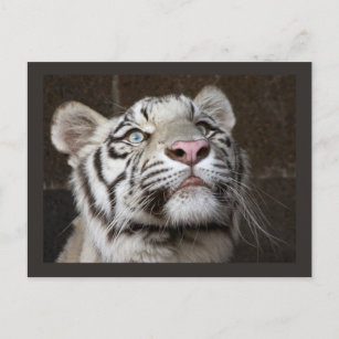 Adorable Baby Tiger Cub on White Postcard