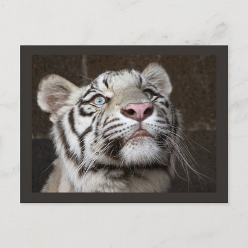 White Tiger Cub Postcard