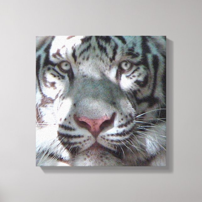 White Tiger Encounter Canvas Print (Front)