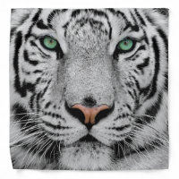WHITE TIGER FACE CLOSE-UP