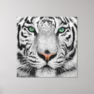 WHITE TIGER FACE CLOSE-UP CANVAS PRINT
