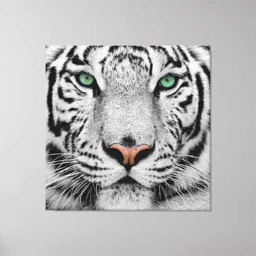 WHITE TIGER FACE CLOSE_UP CANVAS PRINT
