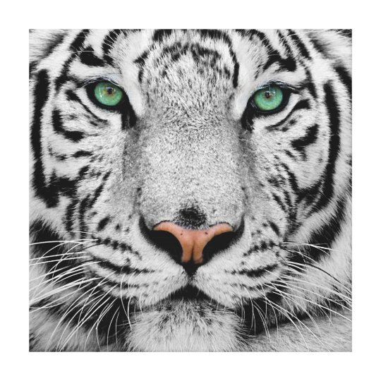 White Tiger Face Close Up Canvas Print Zazzle Com