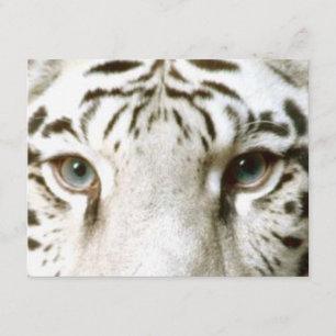 White Tiger Feng Shui Invitation ~ EZ2 Customize