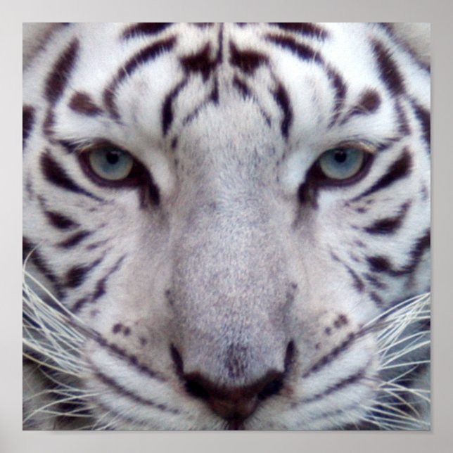 White Tiger Framed Print (Front)