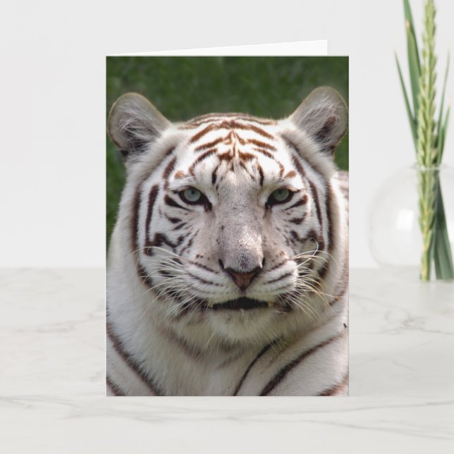 White Tiger Greeting Card (Front)