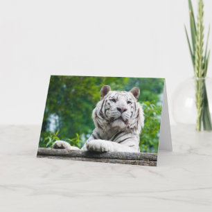 White Tiger greeting card