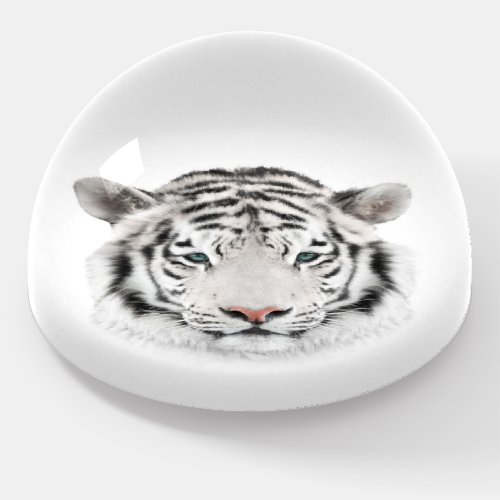 White Tiger Head Dome Paperweight