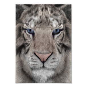 White Tiger Head Wildlife Aesthetic Photo Print