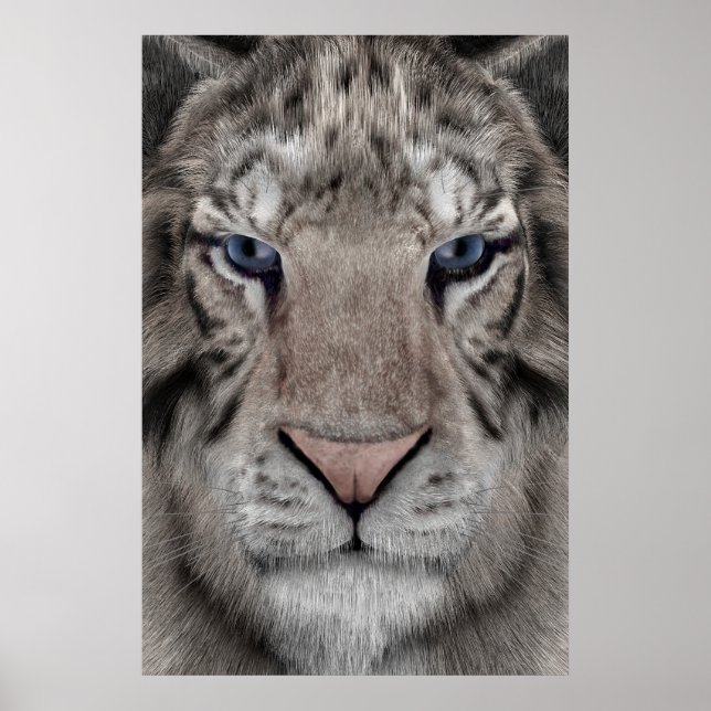 White Tiger Head Wildlife Aesthetic Poster (Front)