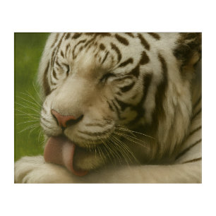 White Tiger in Private Grooming Ritual Acrylic Print