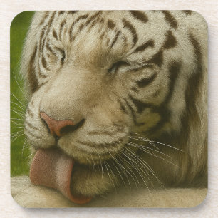 White Tiger in Private Grooming Ritual Beverage Coaster