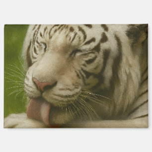 White Tiger in Private Grooming Ritual Magnet