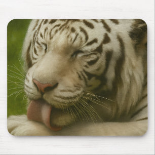 White Tiger in Private Grooming Ritual Mouse Pad