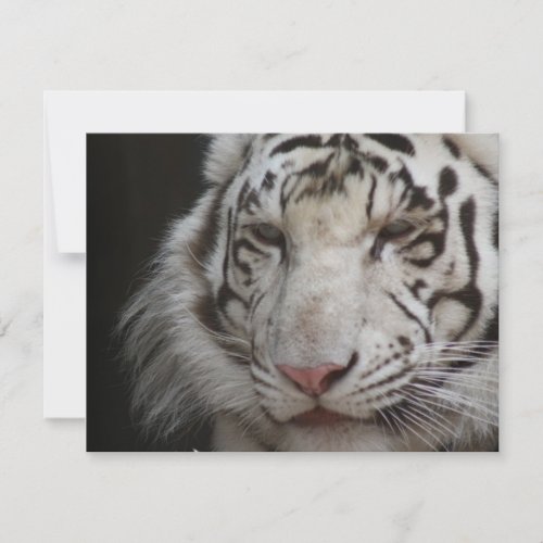 White Tiger Invitation