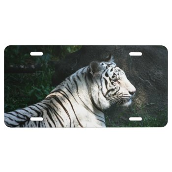 White Tiger License Plate by deemac1 at Zazzle