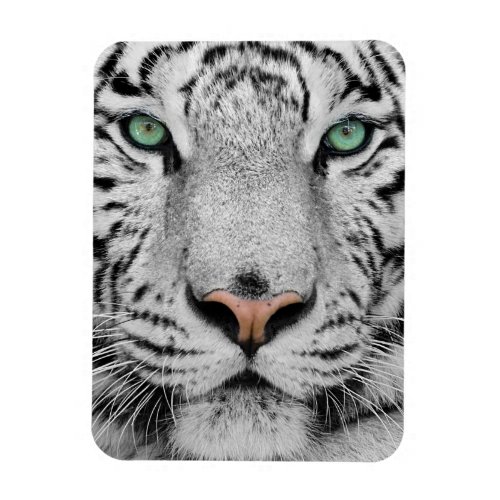 White Tiger Magnet