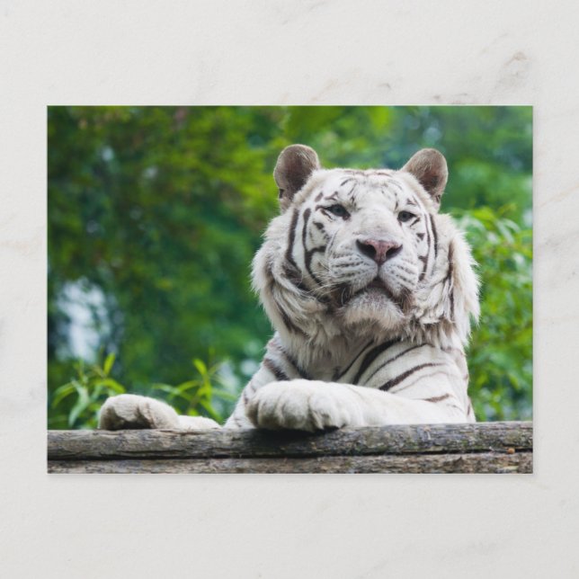 White Tiger postcard (Front)