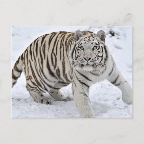 White Tiger Postcard