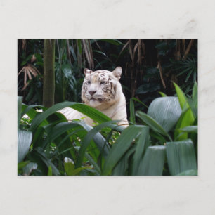 White Tiger Postcard